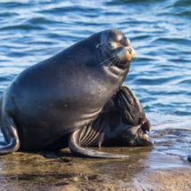 Sea Lion-01
