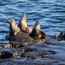 Sea Lion-02