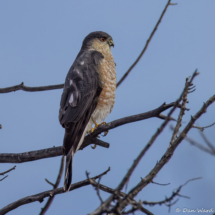 Sharp-shinned Hawk-06
