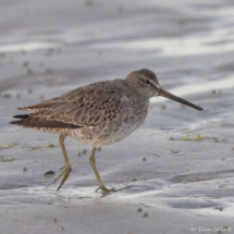 Short-billed Dowitcher-02