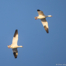 Snow Geese-02