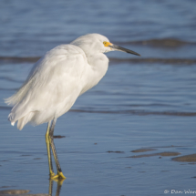 Snowy Egret-01