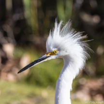 Snowy Egret-02