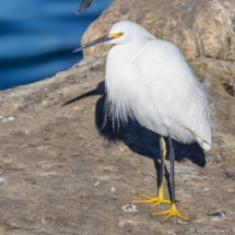 Snowy Egret-02