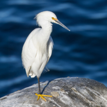 Snowy Egret-03