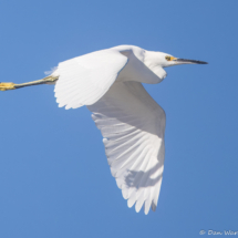 Snowy Egret-04