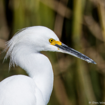 Snowy Egret-07