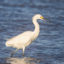 Snowy Egret-16