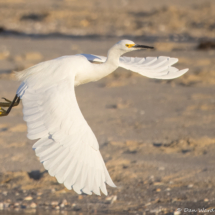 Snowy Egret-29