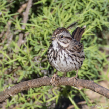 Song Sparrow-02