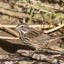 Song Sparrow-07