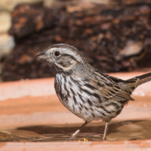 Song Sparrow-21