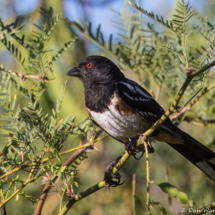 Spotted Towhee-11