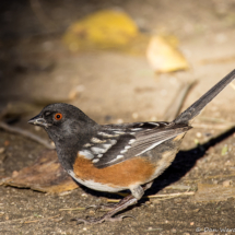 Spotted Towhee-20