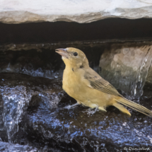 Summer Tanager-Female-12