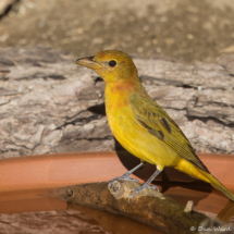 Summer Tanager-Male-05
