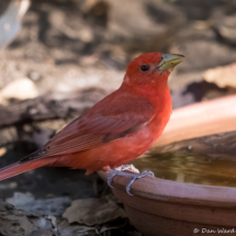 Summer Tanager-Male-08