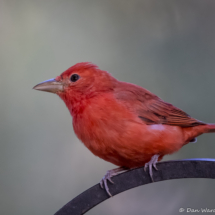 Summer Tanager-Male-70