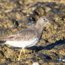 Surfbird-01