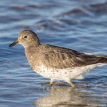 Surfbird-04
