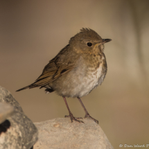 Swainson's Thrush-02