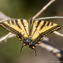Swallowtail Butterfly-01