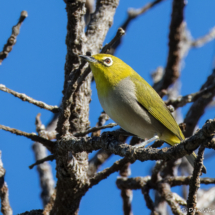 Swinhoe's white-eye-02