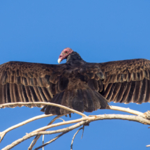 Turkey Vulture-08
