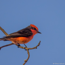 Vermilion Flycatcher-01
