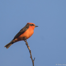 Vermilion Flycatcher-02