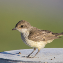 Vermilion Flycatcher-04