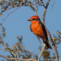 Vermilion Flycatcher-10
