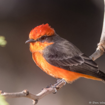 Vermilion Flycatcher-20