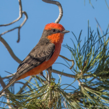 Vermilion Flycatcher-22