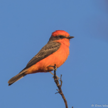 Vermilion Flycatcher-Male-01
