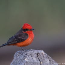 Vermilion Flycatcher-Male-04