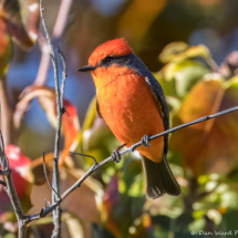 Vermilion Flycatcher-Male-19