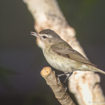 Warbling Vireo-13