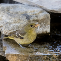 Westen Tanager-Female-03