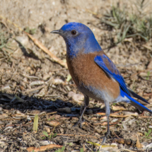 Western Bluebird-02