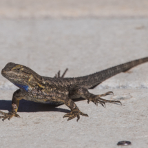 Western Fence Lizard-04