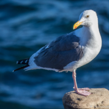 Western Gull-01