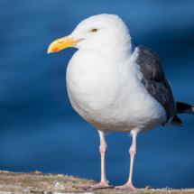Western Gull-04