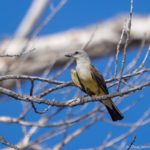 Western Kingbird-01