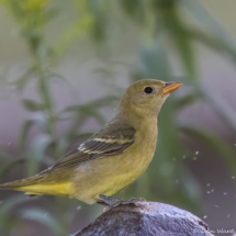 Western Tanager-Female-14