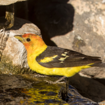 Western Tanager-Male-54