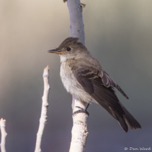 Western-wood Pewee-08