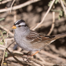 White-crowned Sparrow-04