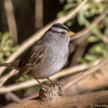 White-crowned Sparrow-31