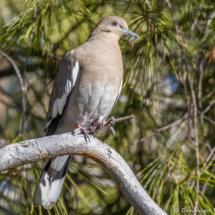 White-winged Dove-04